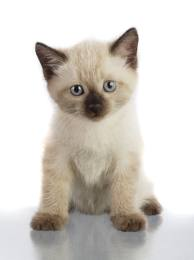 Kitten