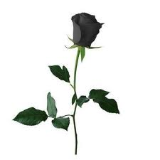 Black Rose