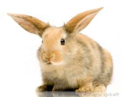 Rabbit