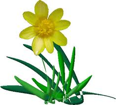 Daffodil