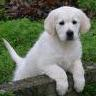 Send A Puppy