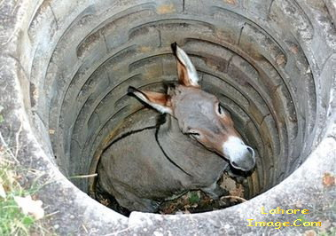 Donkey in well