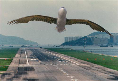 Bird Airoplane