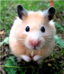 Send A Hamster