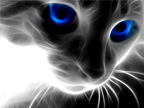 neon cat