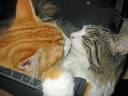 Regala Besos