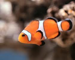 A Fish