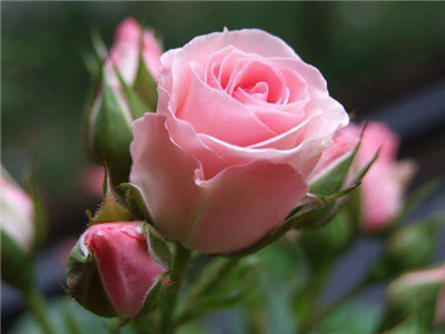 pembe gül