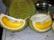 Durian Kasongan