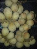 Langsat Tanjung ( Buah Duku Kota Tanjung )