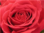 H Flowers