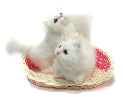 Cute kittey