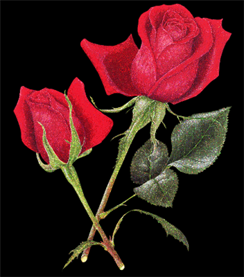 rose flower