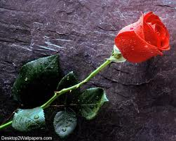 Red Rose