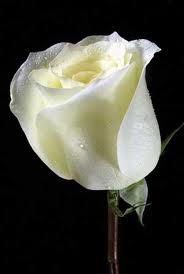White rose