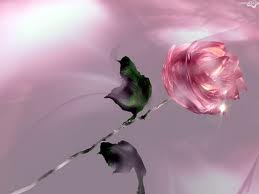 Pink Rose