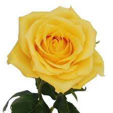 Yellow rose