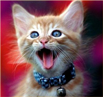 Cute Moggys