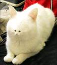 Send A Kitty