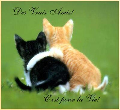 A Tu De Vraies Ou De Fausses Amies ?