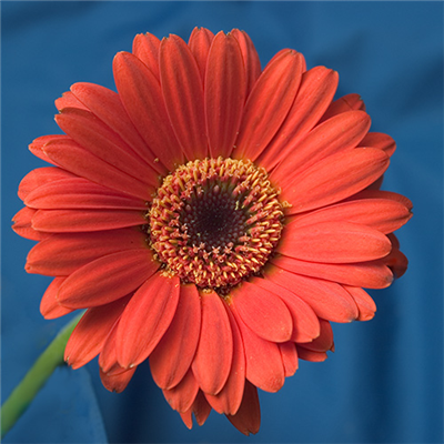 gerbera gönder