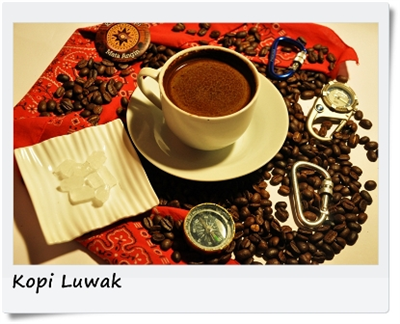 Kopi Luwak Gajah Lampung