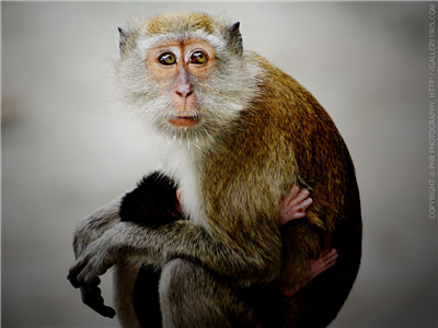 Monkey