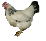 Burakville