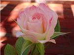 Las Flores Son Hermosas