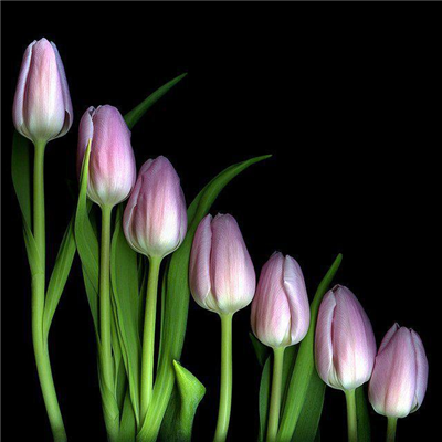 Las flores son hermosas