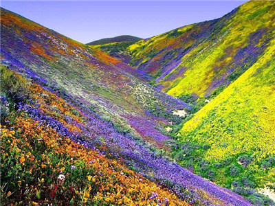 Las flores son hermosas
