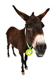 Donkey