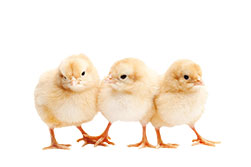 Chicks