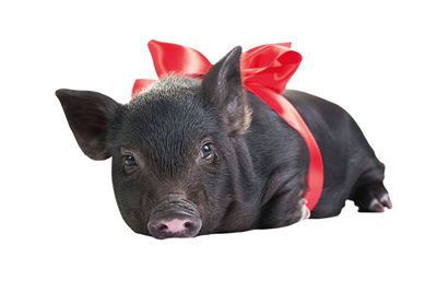 Pig
