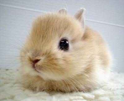Quel Animal Est Le Plus Cute??