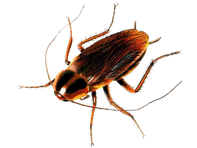 cockroach