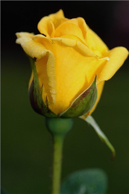 Yellow Rose for Friendship
