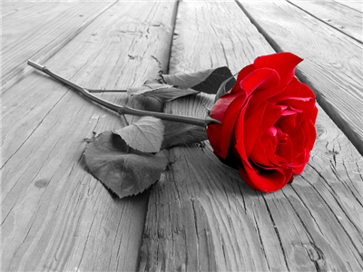 Red Rose for Lovers