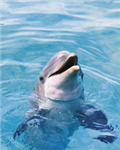 Fish Look Like U 