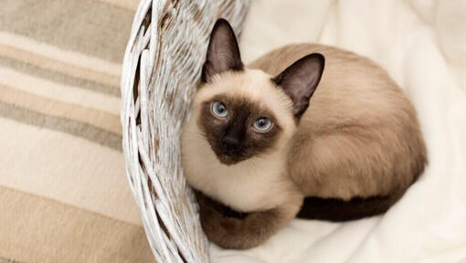 Che Tipo Di Gatto Sei?