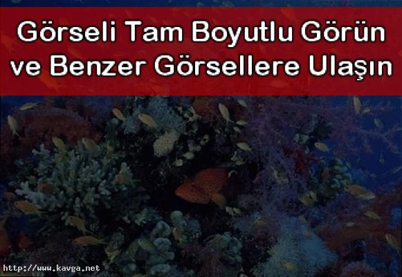 Hangi Deniz Altı Canlısısın?