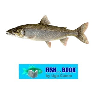 LAKE TROUT