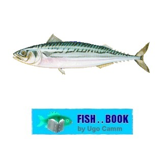 MACKEREL
