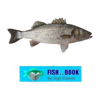 SEABASS