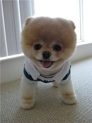 Boo Şirin Köpek