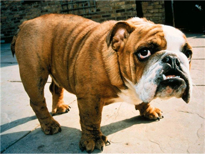 Puppy