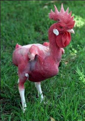 Êtes-Vous Un Poulet?
