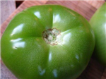 Ntomates