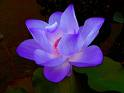 Flor