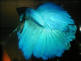 Betta 4